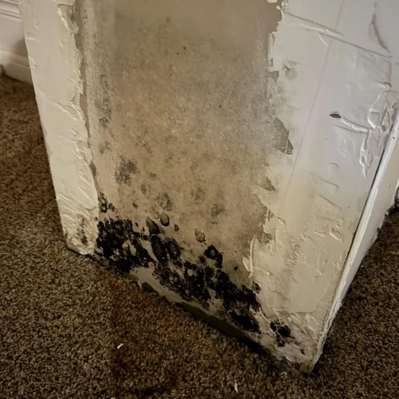 Professional Mold Removal in Hamlin, TX